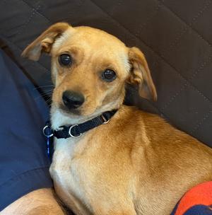 Cindy, Chihuahua/Mixed Breed, young, available for adoption