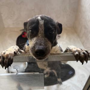 Rocky Road, American Staffordshire Terrier/Pit Bull Terrier, young, available for adoption