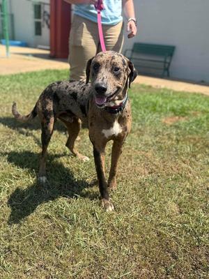 Dennis, Catahoula Leopard Dog, young, available for adoption