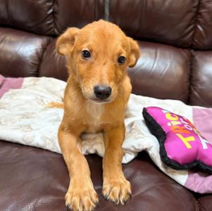 Kenny, Hound/Australian Shepherd, puppy, available for adoption