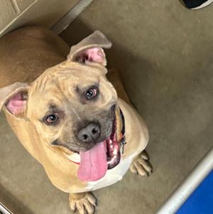 Cinnamon, Terrier/Mixed Breed, young, available for adoption