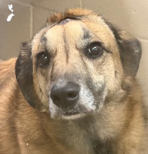 Close-up of a brown and black dog's face with sad eyes.