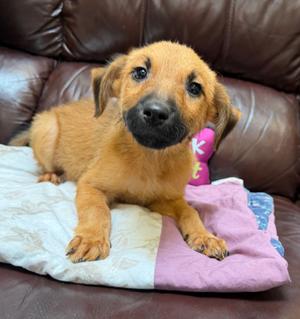 Reba, Hound/Australian Shepherd, puppy, available for adoption