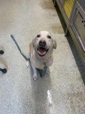 Chewy, Labrador Retriever / Mixed Breed, adult, available for adoption