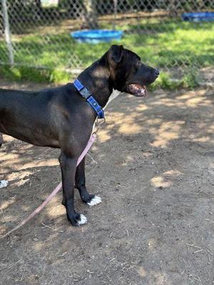 Rafa, Terrier / Mixed Breed, adult, available for adoption