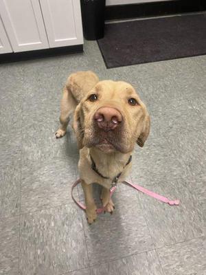 Bella, Labrador Retriever / Mixed Breed, adult, available for adoption