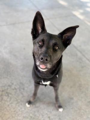 Honey Bee, German Shepherd Dog / Mixed Breed, adult, available for adoption