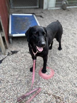 Scarlet, Labrador Retriever / Mixed Breed, adult, available for adoption