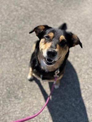 Stella, German Shepherd Dog / Mixed Breed, adult, available for adoption