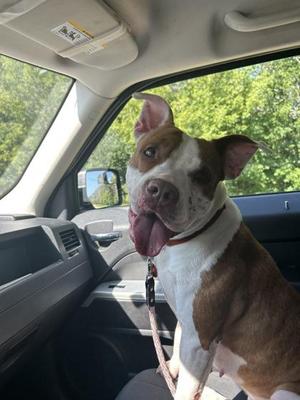 Royalty, Terrier / Mixed Breed, adult, available for adoption