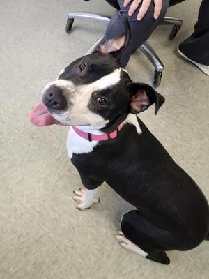 Guava, Terrier / Mixed Breed, adult, available for adoption