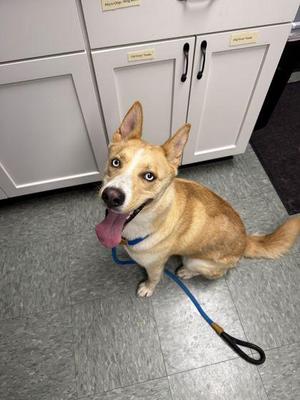 Pretty Girl, German Shepherd Dog / Mixed Breed, adult, available for adoption