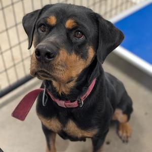 Cheyanne, Rottweiler, adult, available for adoption