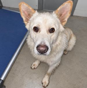 A white dog with pointed ears sitting on a carpeted floor, looking directly at the camera.