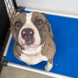 Lily, American Staffordshire Terrier / Pit Bull Terrier, adult, available for adoption