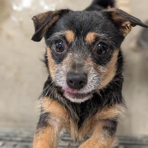 Vera, Chihuahua / Rat Terrier, adult, available for adoption