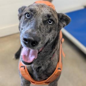 Jessie, Great Dane, adult, available for adoption