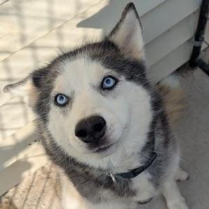 A close-up of a husky dog with striking blue eyes, looking up at the camera. The dog has a black and white fur coat and is wearing a collar. The background appears to be a porch or outdoor area with a wooden structure.