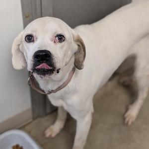 A white dog with floppy ears and a pink collar stands in a room, looking at the camera with its tongue slightly out.