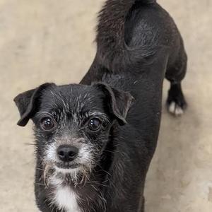 Rhea, Dachshund / Wirehaired Pointing Griffon, adult, available for adoption