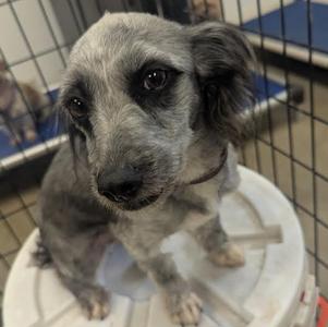 A gray and black dog with long ears sitting on a white bucket inside a cage.