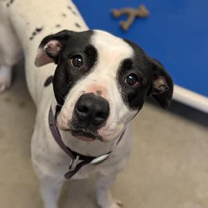 Stella, Pit Bull Terrier, adult, available for adoption