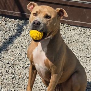 Ella, American Staffordshire Terrier / American Bully, young, available for adoption