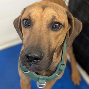 Moe, Black Mouth Cur / Weimaraner, puppy, available for adoption