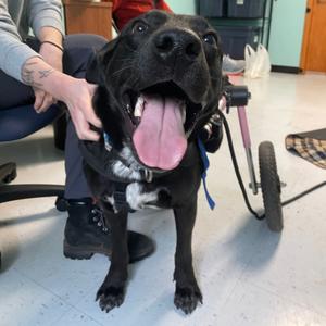 Coal, Retriever, Black Labrador, adult, available for adoption