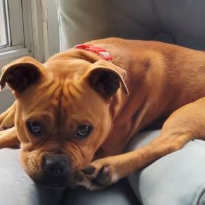 Danbill, Boxer, adult, available for adoption