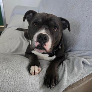 A dark-colored pit bull type dog with white markings on its chest and face lies on a couch, looking directly at the camera.