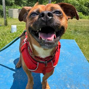 Wrigley, Beagle, senior, available for adoption