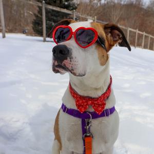 Champion, Terrier, American Staffordshire, adult, available for adoption