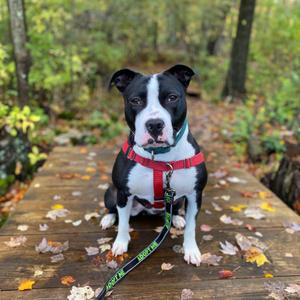 A black and white pit bull mix dog wearing a red harness and a green collar sits on a wooden walkway covered in fallen leaves.