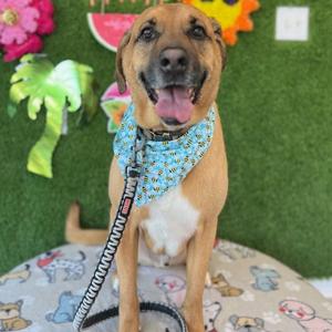 Goose, Ridgeback, Rhodesian, senior, available for adoption