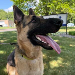 Rocco, Shepherd, German, adult, available for adoption