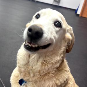 Bella, Retriever, Yellow Labrador, senior, available for adoption