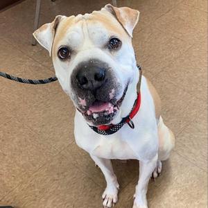 A tan and white dog with a red and black collar sits on a tiled floor and looks up at the camera.