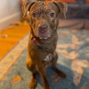 Hiccup, Mixed Breed (Large), adult, available for adoption