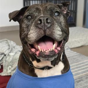 Greta, Terrier, Pit Bull, senior, available for adoption