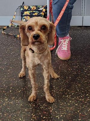 Charlie, Cockapoo / Mixed Breed, young, available for adoption