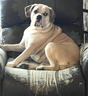 Desi (courtesy listing), English Bulldog, adult, available for adoption