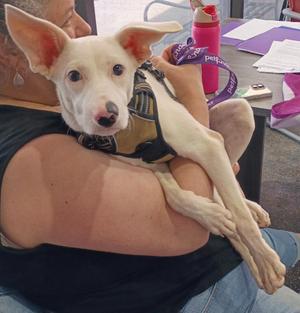 Chaos, Mixed Breed, puppy, available for adoption