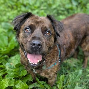 Ashland, Chow Chow, senior, available for adoption