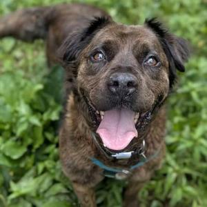 Ashland, Chow Chow, senior, available for adoption