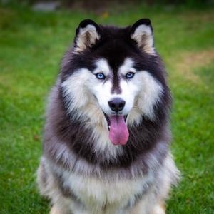 Bingo, Malamute, Alaskan, adult, available for adoption