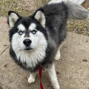 Bingo, Malamute, Alaskan, adult, available for adoption