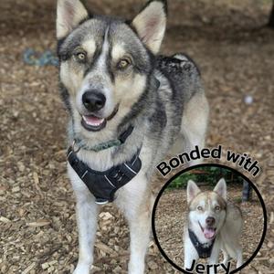 Janis J, Husky, Siberian, adult, available for adoption