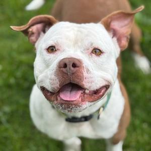Deebo, Terrier, American Pit Bull, adult, available for adoption