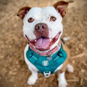 Deebo, Terrier, American Pit Bull, adult, available for adoption
